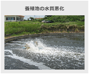 養殖池の水質悪化